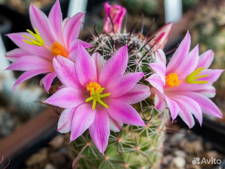 Семена кактусов