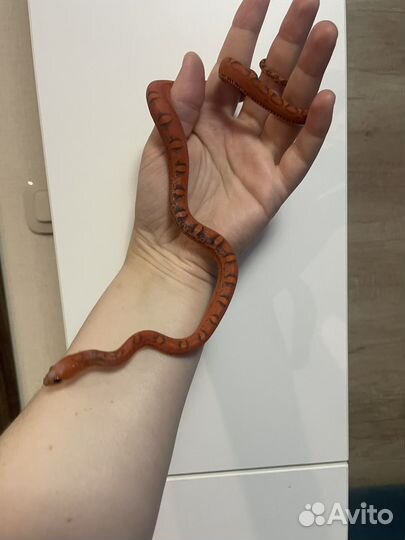 Маисовый полоз Scaleless