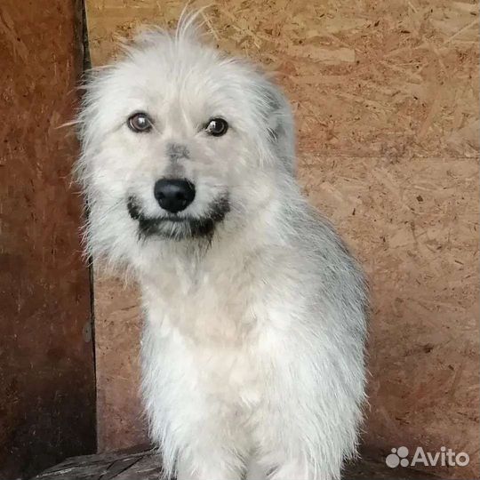 Собака Леся