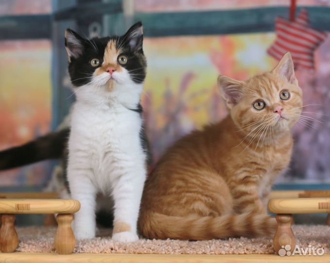 Рыжик и черепашка