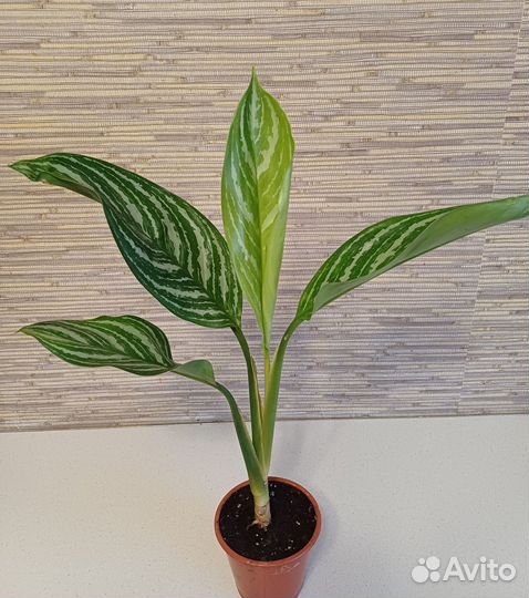 Аглаонема Stripes