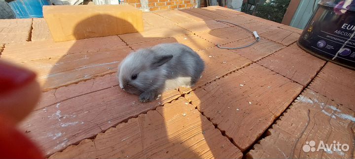 Крольчата месячные, карликовые