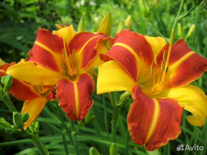 Лилейники Франс Халс