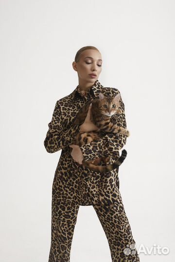 Бенгальский кот для фотосессии