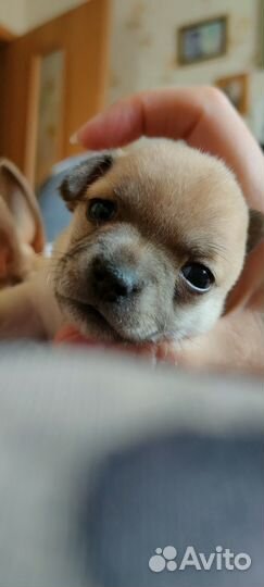 Щенки чихуахуа