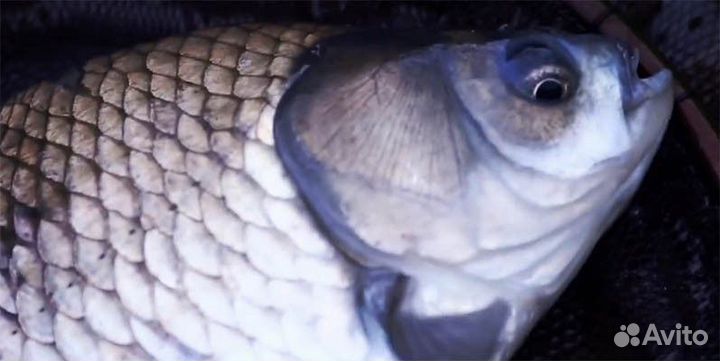 Gamakatsu gamahera sarasa #13