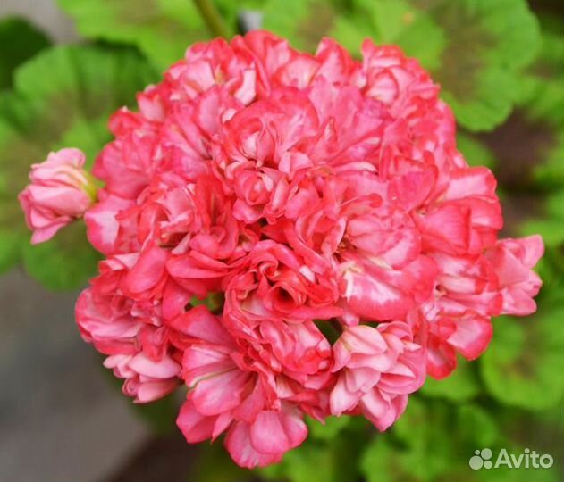 Пеларгония