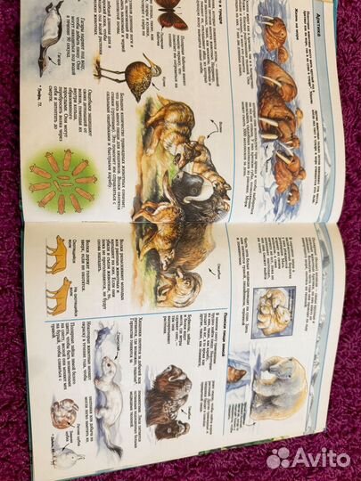 Энциклопедия