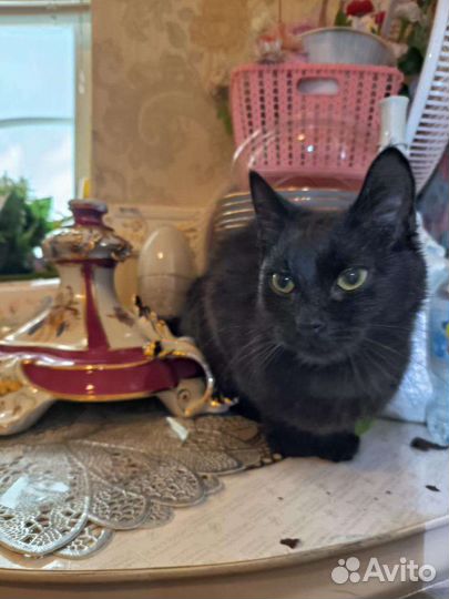 Кошка в дар