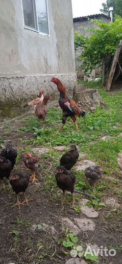 Бойцовый петух и куры