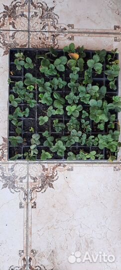 Клубника ремонтантная Альбион рассада