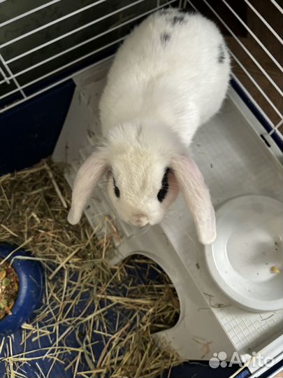 Кролики породы баран вместе с клеткой