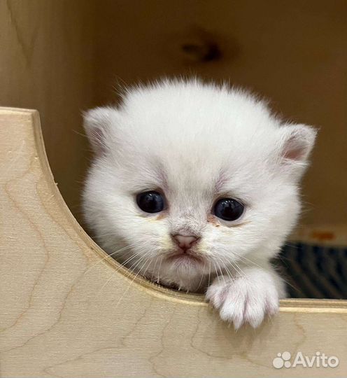 Шотландские котята