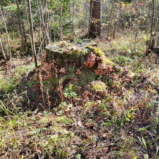 Участок 360 га (СНТ, ДНП)