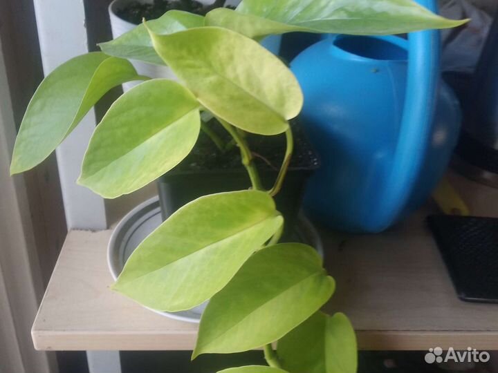 Комнатные цветы