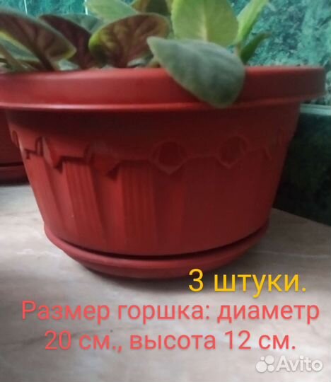 Фиалка в горшках