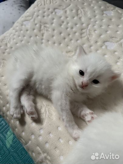 Котята сибирской кошки