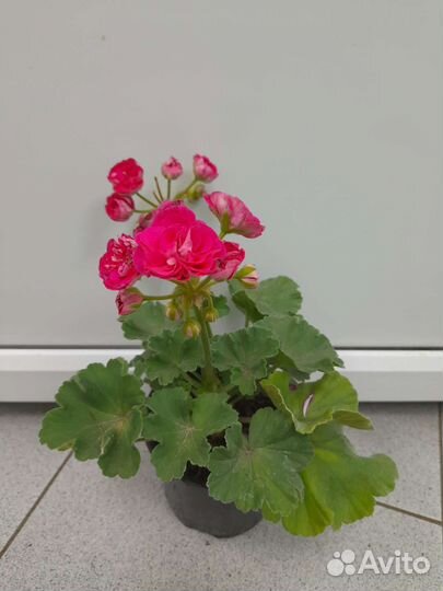 Пеларгония Тюльпановидная