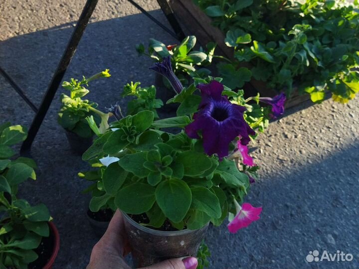 Рассада томатов и перцев, петунии, астры, бархотки