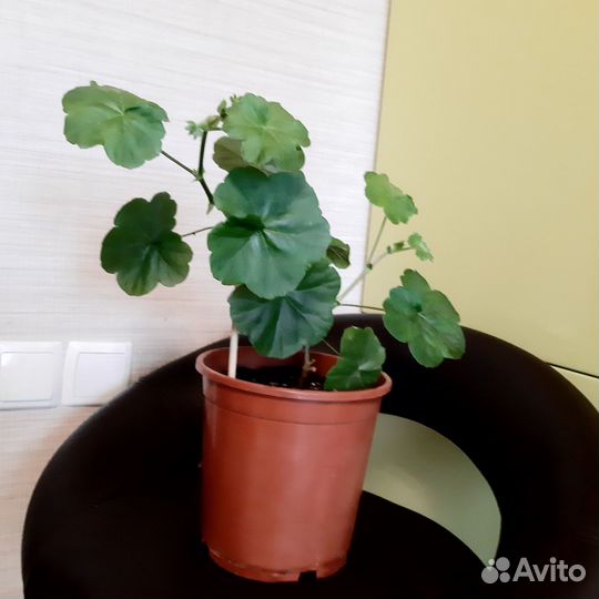 Гарань, пеларгония