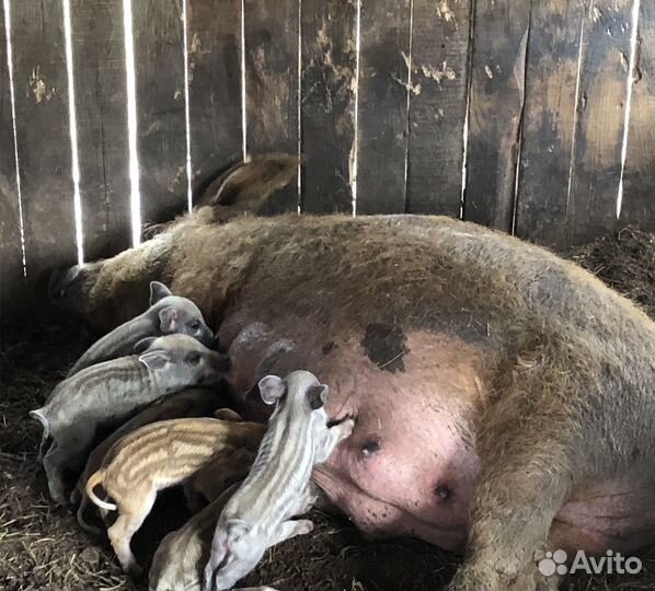 Поросята Венгерская мангалица