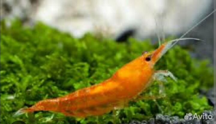 Креветки аквариумные