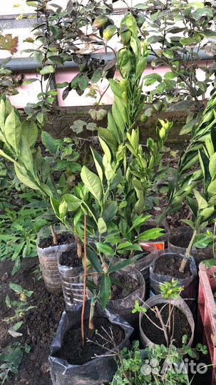 Саженцы мандарина