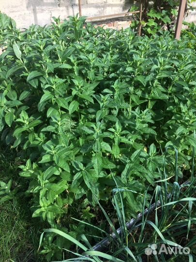 Мята перечная