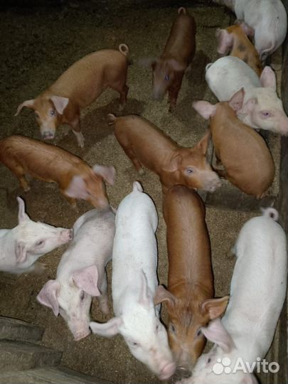 Поросята