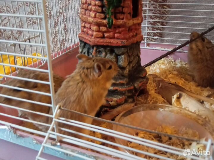 Песчанки в добрые руки