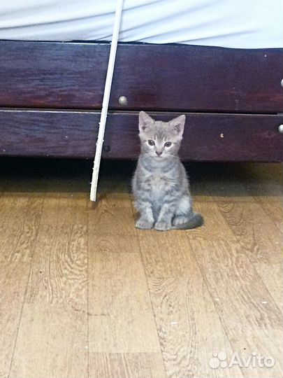 Отдам в добрые руки трех котят