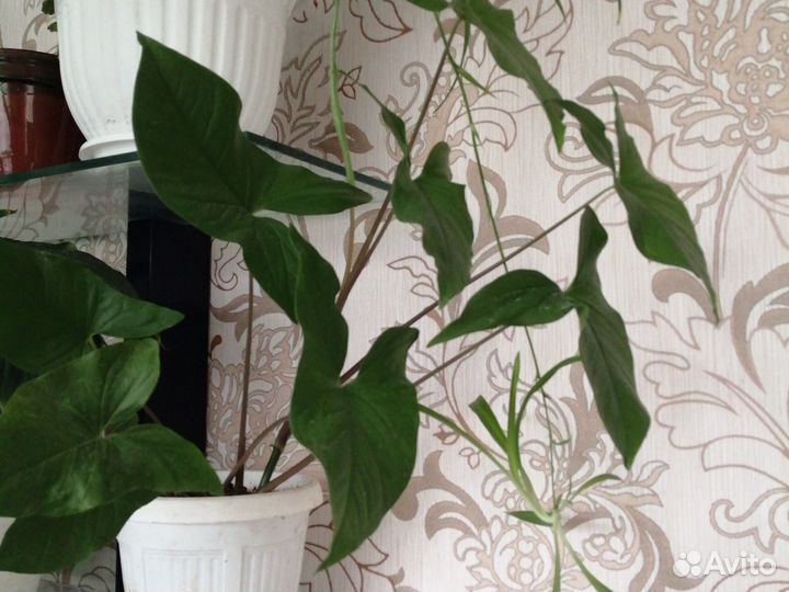 Комнатные цветы