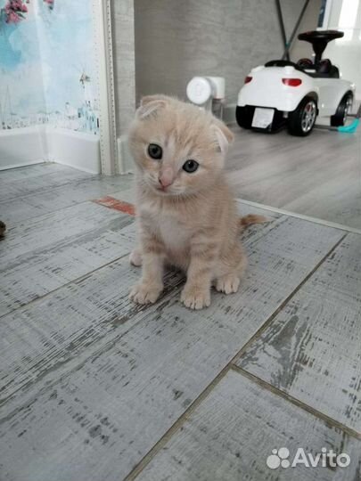 Шотландский котёнок