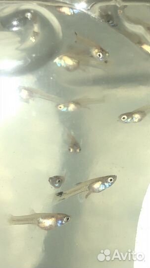 Мальки гуппи