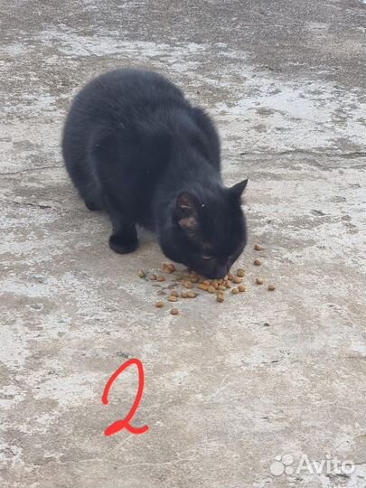 Котики бесплатно