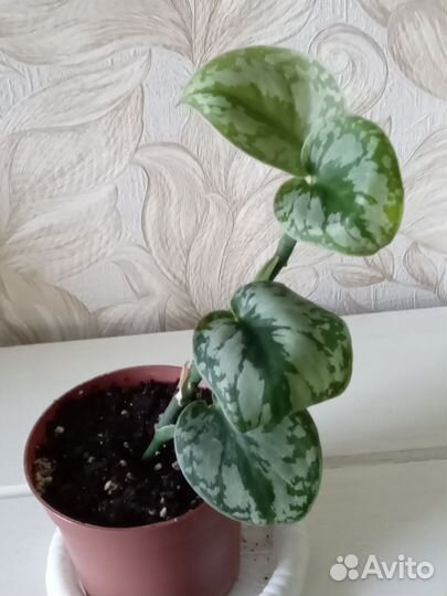 Сциндапсусы