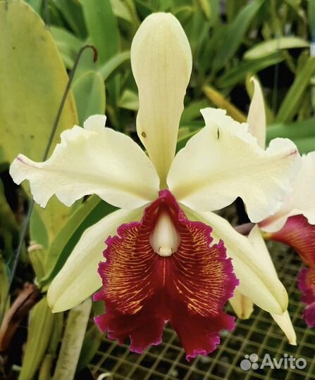 Cattleya dowiana