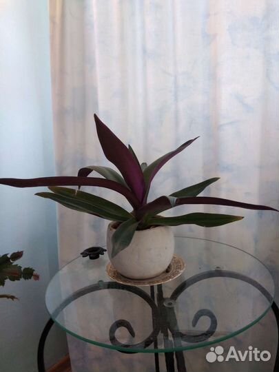 Традесканция