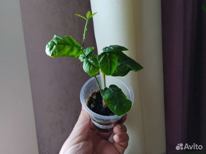 Жасмины комнатные