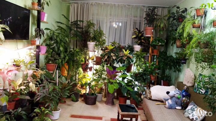 Комнатные растения