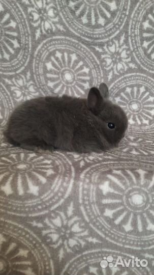 Мини карликовый кролик