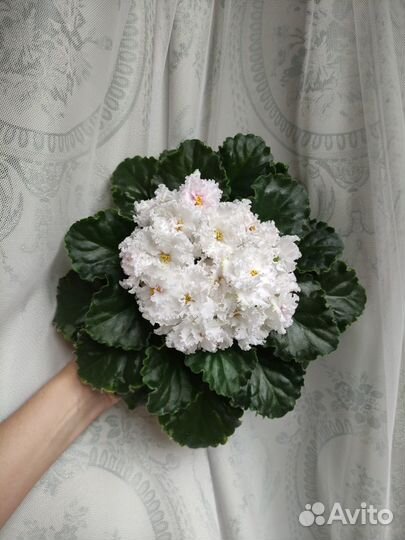 Фиалки сортовые белоцветковые