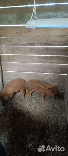 Поросята