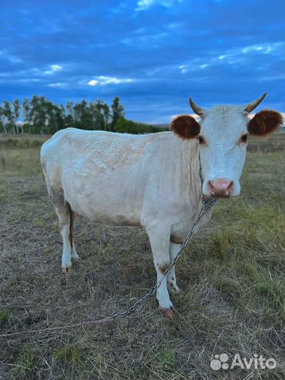 Корова первотелка