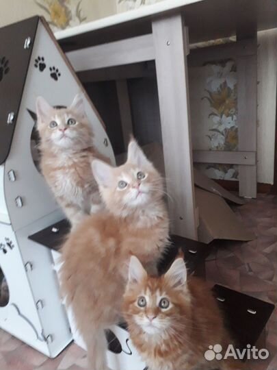 Котята мейн-кун