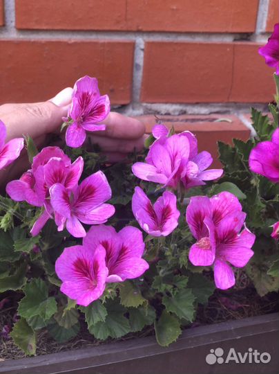 Королевская пеларгония