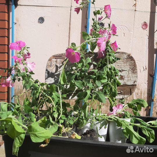 Рассада петуньи