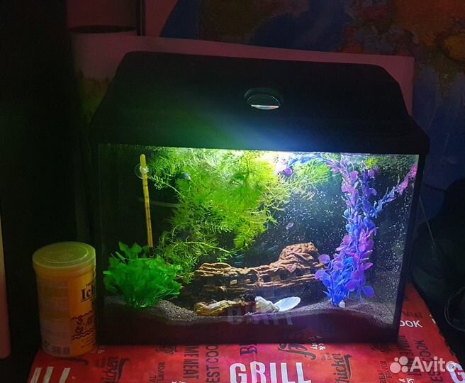 Аквариум 35 л с неонами и креветками