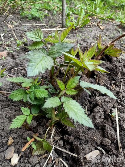 Ежевика бесшипная ремонтантная