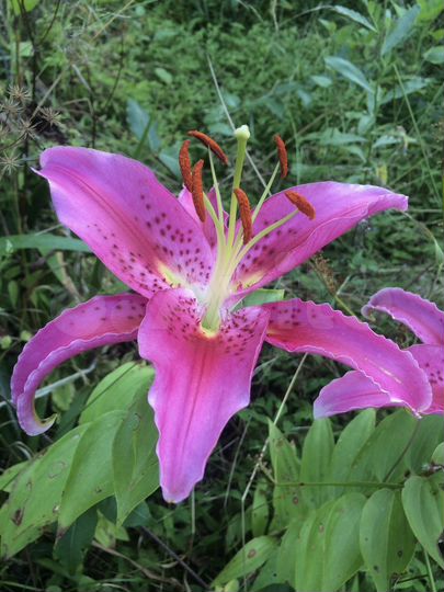 Участок 6,7 сот. (СНТ, ДНП)